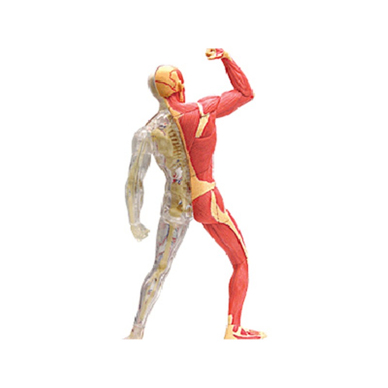4d Master Human Muscle Skeleto - Medical Lab Technology review and price